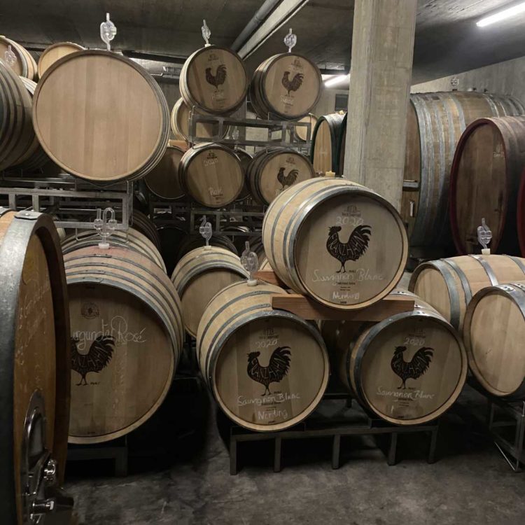 Sarah Mahl Sommelière für Wein und Käse